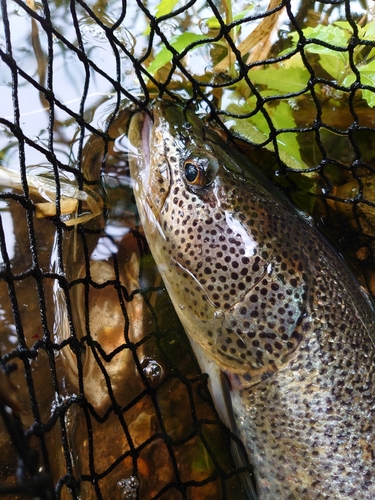 トラウトの釣果