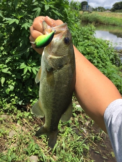 ラージマウスバスの釣果
