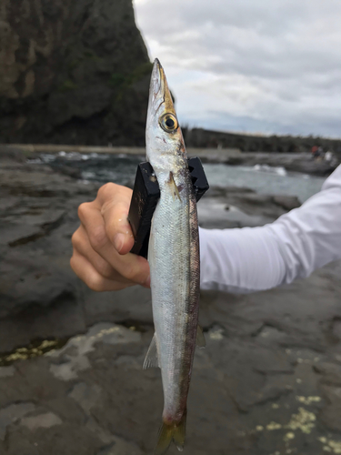 カマスの釣果