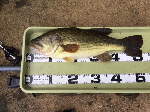 ブラックバスの釣果