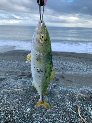 ワカシの釣果