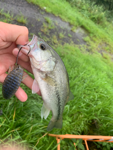 ブラックバスの釣果