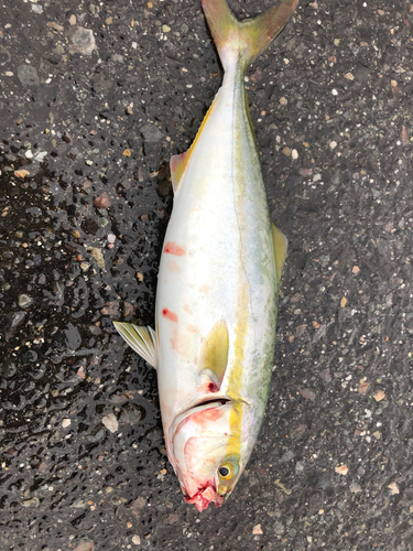 ツバスの釣果