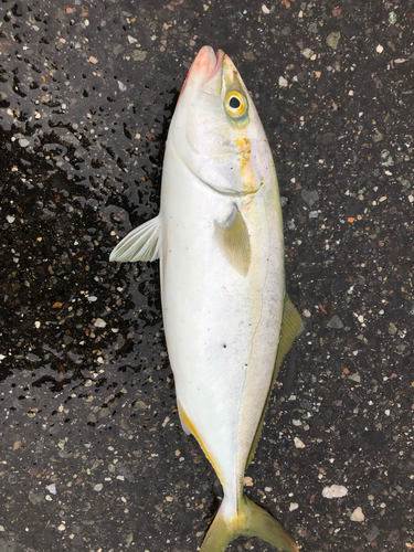 ツバスの釣果