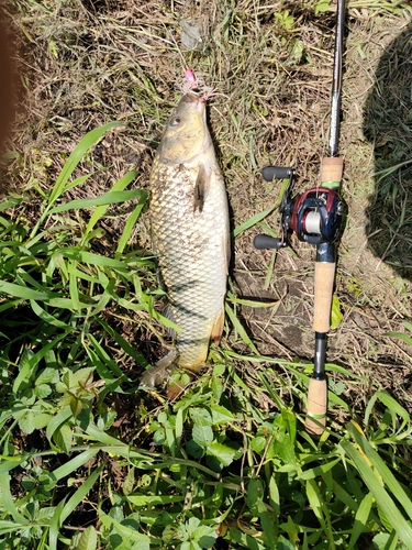 コイの釣果