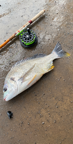 キビレの釣果