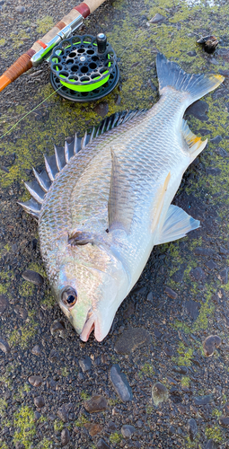 キビレの釣果