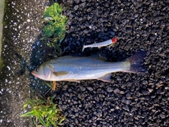 セイゴ（マルスズキ）の釣果