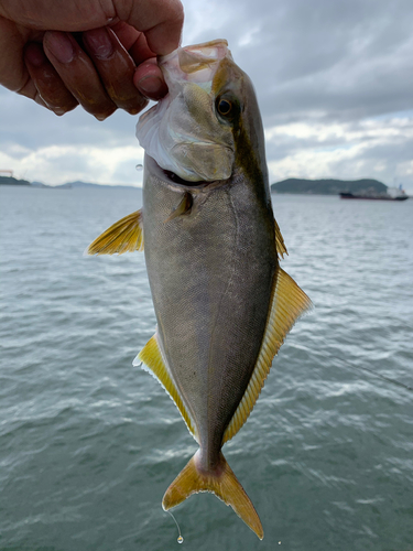 ショゴの釣果