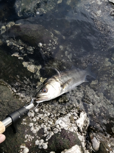 スズキの釣果