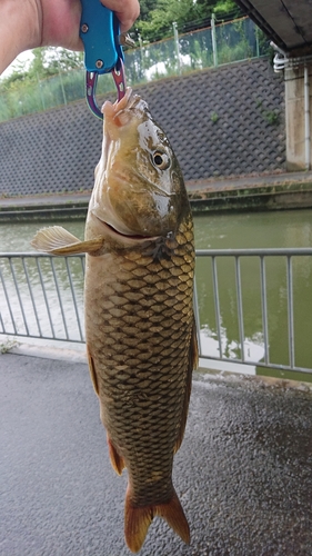 コイの釣果