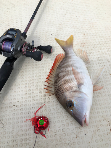 フエフキダイの釣果