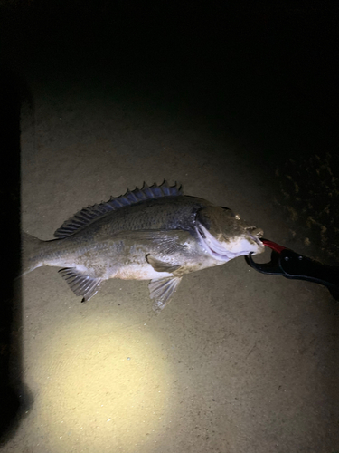 クロダイの釣果