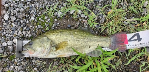 ブラックバスの釣果