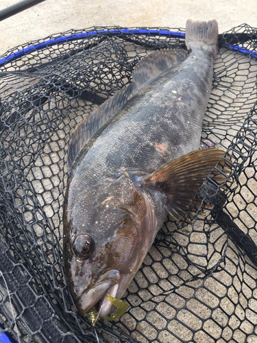 アイナメの釣果