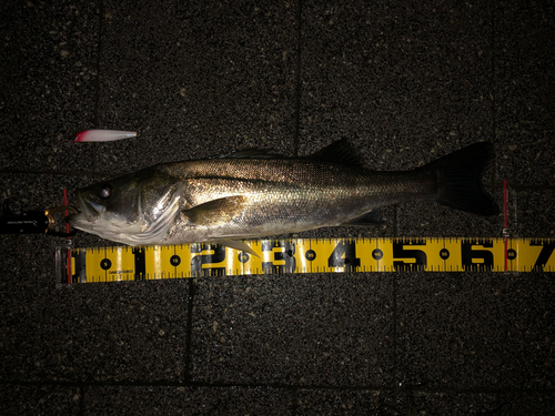 スズキの釣果