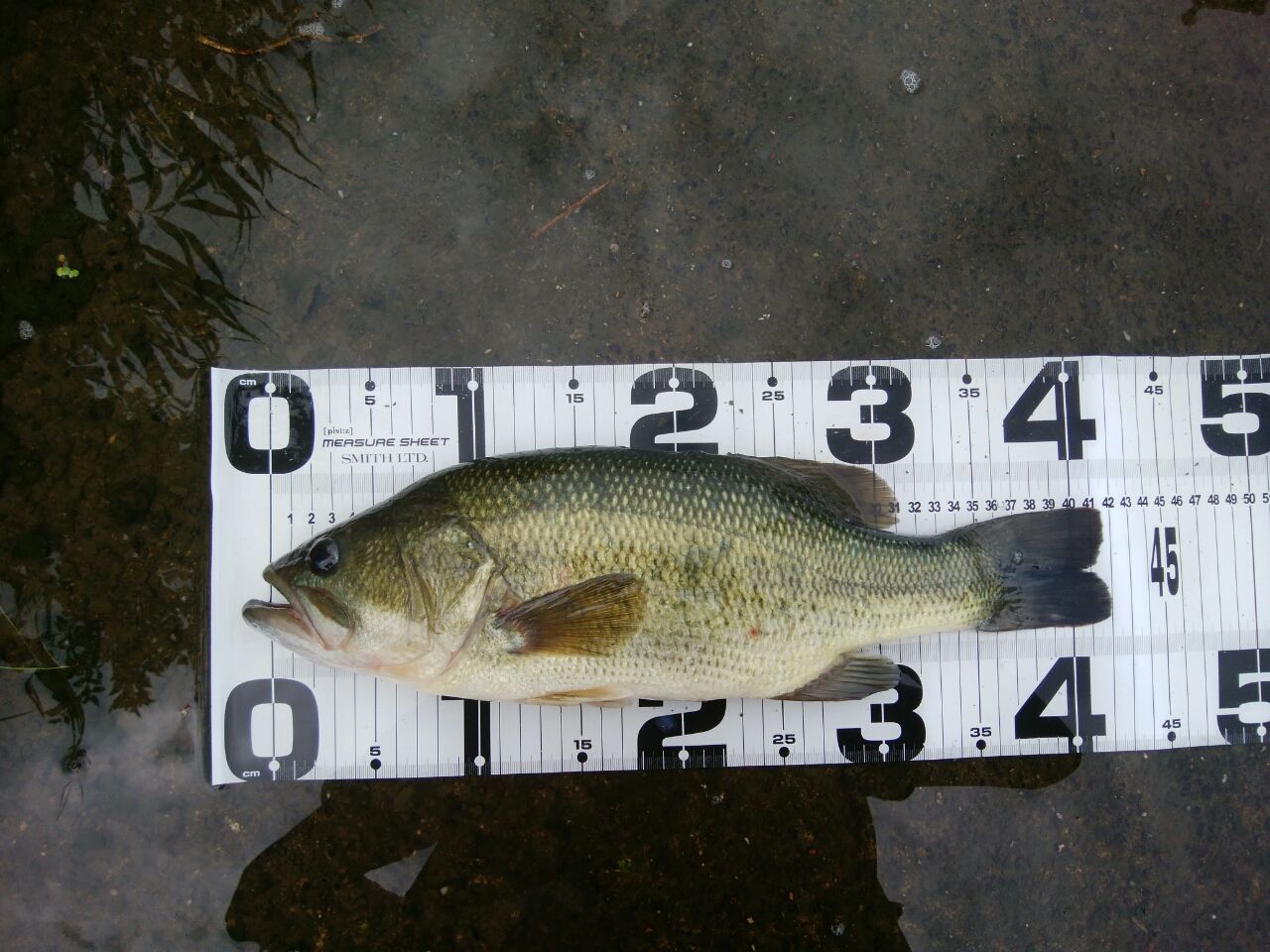 ラージマウスバス