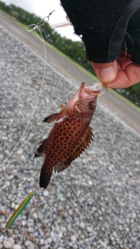 オオモンハタの釣果