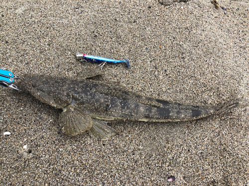 マゴチの釣果