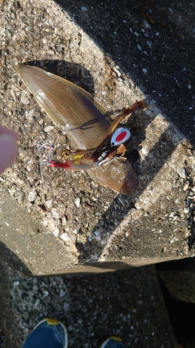 シタビラメの釣果