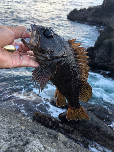 ムラソイの釣果