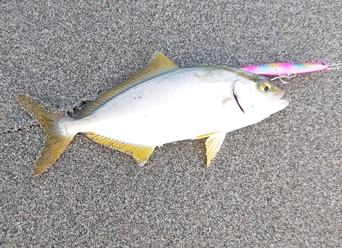 ショゴの釣果