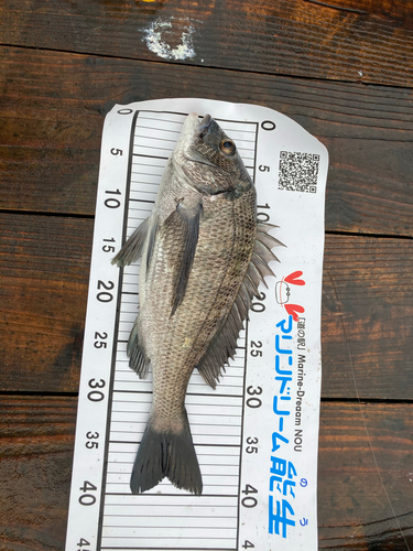 クロダイの釣果