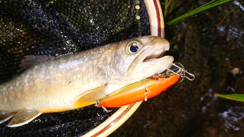 イワナの釣果