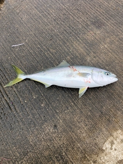 イナダの釣果