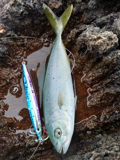 ワカシの釣果