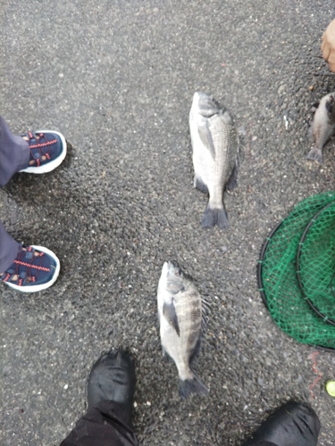 クロダイの釣果