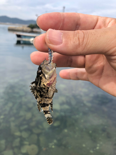 タケノコメバルの釣果