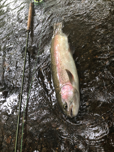 ニジマスの釣果