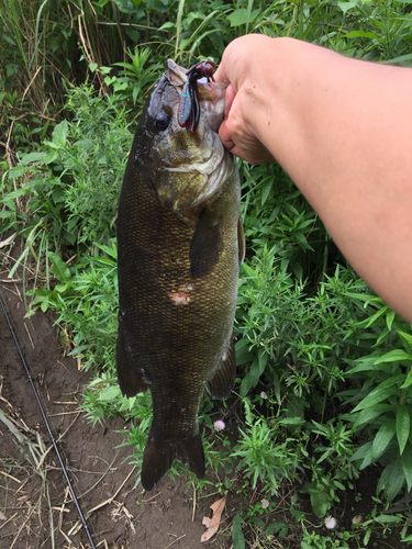 スモールマウスバスの釣果