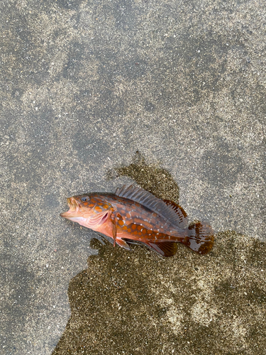 キジハタの釣果