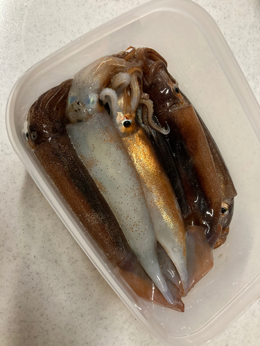 スルメイカの釣果