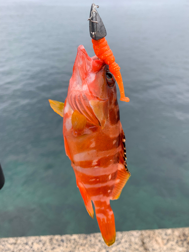 アカハタの釣果