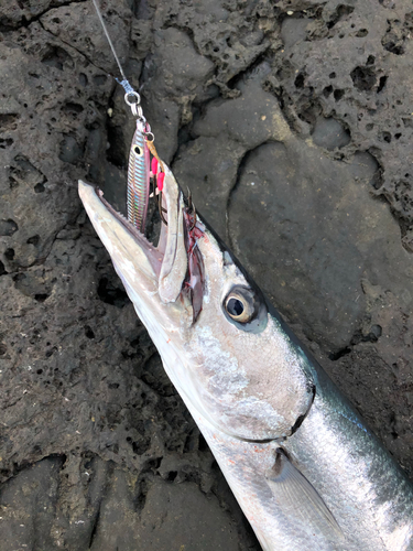 オニカマスの釣果