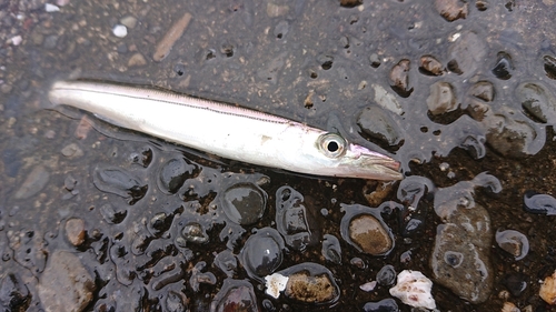 カマスの釣果