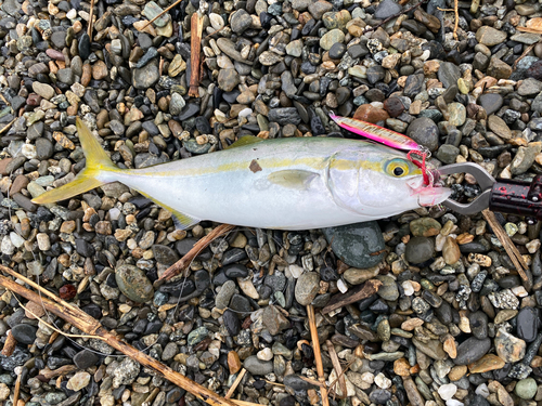 ワカシの釣果