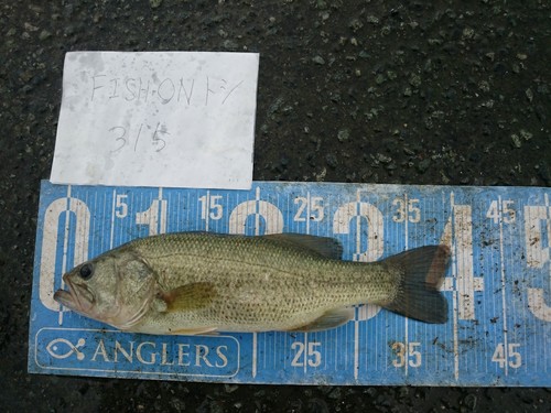 ブラックバスの釣果