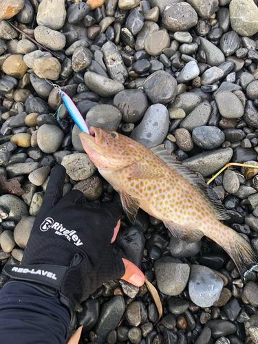 オオモンハタの釣果