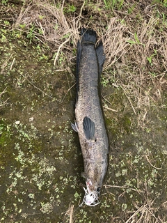 ライギョの釣果