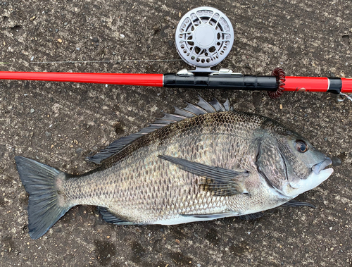 チヌの釣果