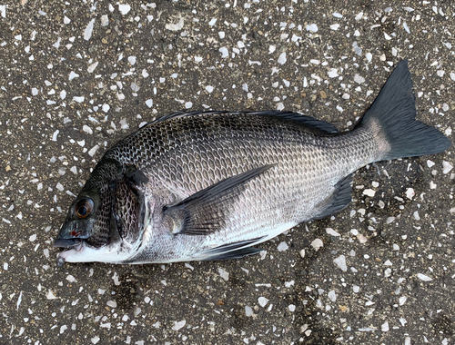 チヌの釣果