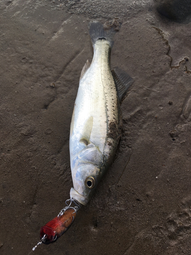 セイゴ（マルスズキ）の釣果