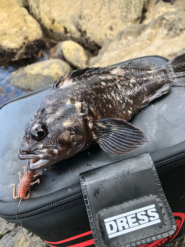 オウゴンムラソイの釣果