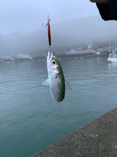 サバの釣果