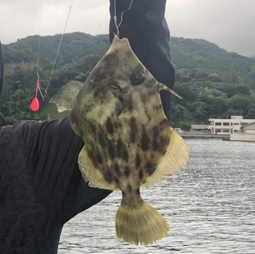 カワハギの釣果