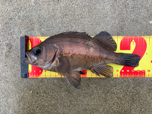 メバルの釣果